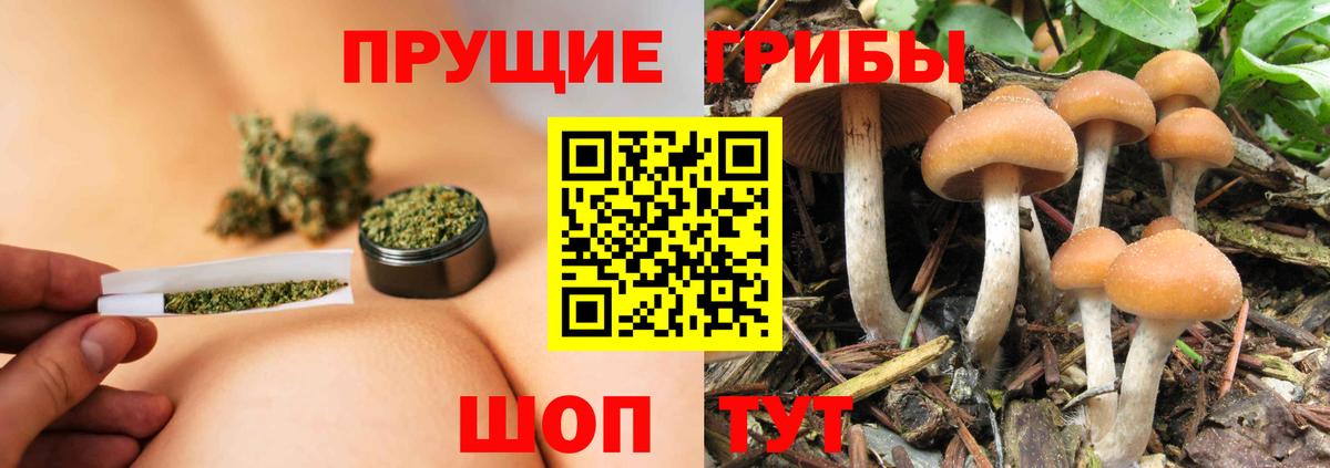 Камышин  Галлюциногенные грибы прущие грибы  Вход с VPN 